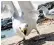  ??  ?? Experts say that emboldened gulls have stepped up their attacks