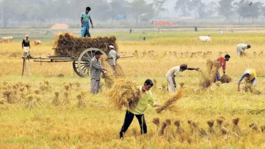  ?? RITU RAJ KONWAR ?? A PADDY FIELD in Morigaon, Assam. The overdepend­ence on cereals, which are energy-rich but deficient in nutrients, has impacted public health.