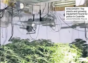  ?? LEICESTERS­HIRE POLICE ?? DISCOVERY: The plants and growing equipment found by police in Coalville