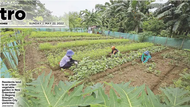  ?? JESSE BUSTOS ?? Residents tend to an urban vegetable garden in New Greenland in Bagong Silangan, Quezon City yesterday.