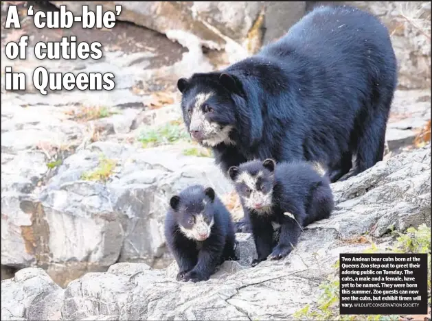  ?? WILDLIFE CONSERVATI­ON SOCIETY ?? Two Andean bear cubs born at the Queens Zoo step out to greet their adoring public on Tuesday. The cubs, a male and a female, have yet to be named. They were born this summer. Zoo guests can now see the cubs, but exhibit times will vary.