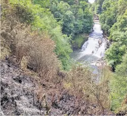  ??  ?? Damaged The view of Corra Linn at the Falls of Clyde has been marred after people set off fireworks, causing a fire (Pic by Laura Preston)