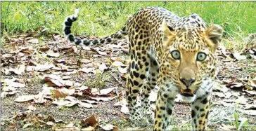  ?? ENVIRONMEN­T MINISTRY ?? A female leopard is spotted in the eastern highlands region of Cambodia in April.