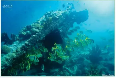  ??  ?? Right: Beautiful coral reef seascape in Alacranes reef full of life.
Photo credit: Mares Mexicanos, Diego Gamero. All rights reserved.