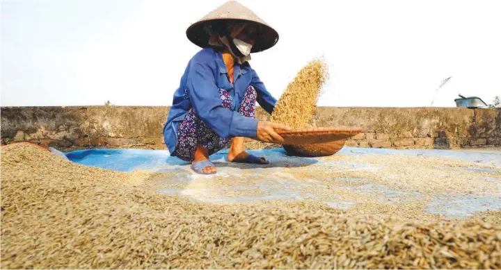  ?? — Reuters ?? A farmer harvests rice by a paddy field outside Hanoi in Vietnam, one of the members of CPTPP.