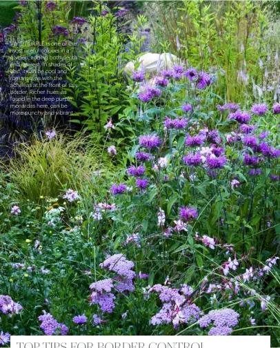  ??  ?? VIVID PURPLE IS ONE OF THE MOST USEFUL COLOURS IN A GARDEN, ADDING BOTH DEPTH AND INTEREST. IN SHADES OF LILAC, IT CAN BE COOL AND ROMANTIC, AS WITH THE ACHILLEAS AT THE FRONT OF THIS BORDER. RICHER HUES, AS FOUND IN THE DEEP PURPLE MONARDAS HERE, CAN BE MORE PUNCHY AND VIBRANT