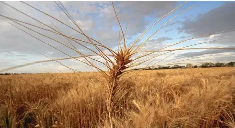  ?? PHOTO: FILE ?? GLOBAL GRAIN: Wet weather is causing growing concerns for US wheat plantings.