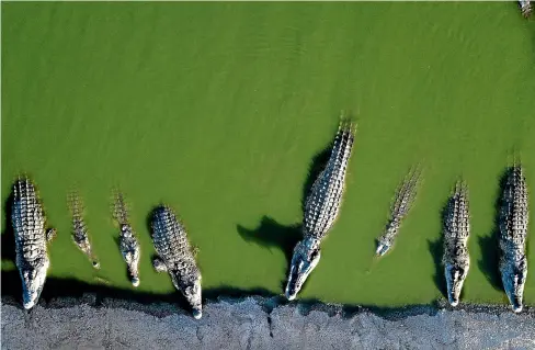  ?? AP ?? Crocodiles rest at a a farm in the Jordan Valley, West Bank. Hundreds of crocodiles are stuck at the farm where they were brought in the mid-90s to serve as a tourist attraction.