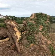  ??  ?? Tree act tragedy: The Agatha Christie oak standing tall, left – and right, after its collapse