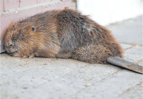  ?? FOTO: THOMAS WARNACK ?? Sichtlich geschwächt ist der Biber auf einem Bauernhof aufgetauch­t. Kurze Zeit später wurde er eingeschlä­fert.