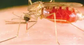  ?? ?? Malaria is caused by a type of microscopi­c parasite that’s transmitte­d most commonly by mosquito bites
