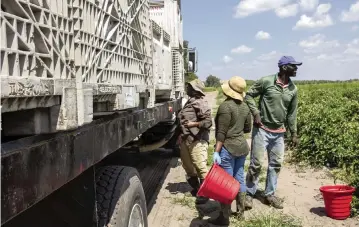  ?? CODY JACKSON AP ?? Farmworker­s load a truck with tomatoes harvested in March in Delray Beach.