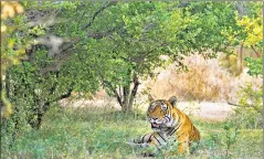  ??  ?? In an aerial view, part of the Singhs’ land leaps out, a rectangle of forest amid a patchwork of farmland. Tigers visit often, and stay for days.