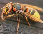  ?? FOTO: DPA ?? Hornissen machen vielen Menschen Angst, wohl auch, weil diese Insekten deutlich größer sind als Bienen.