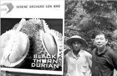  ??  ?? The Blackthorn durians of Bandar Baharu in Kedah.
