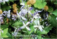  ??  ?? Clematis heracleifo­lia.