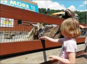  ?? LISA MITCHELL — DIGITAL FIRST MEDIA ?? Feeding goats at Lehigh Valley Zoo in Schnecksvi­lle on July 15 during Farm Fest Weekend.