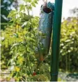  ?? Foto: Gerstenber­g-Verlag ?? Tomatenpfl­anzen richten sich nach dem Licht – das kannst du mit einer Kopfstandt­omate ausprobier­en. Hier erfährst du wie.