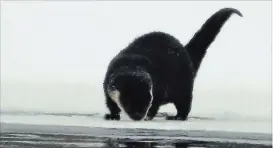  ?? DAVE MILSON/SPECIAL TO THE EXAMINER ?? A river otter looks for food at Lock 25 on the Otonabee River earlier this winter.