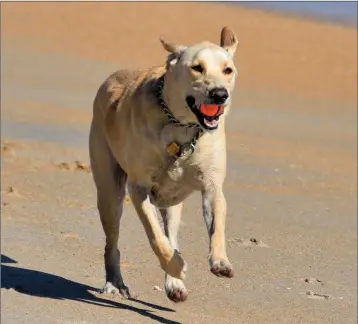  ??  ?? The beach is an enjoyable place for dogs to exercise