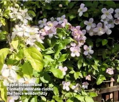  ??  ?? Apple blossom and Clematis montana clothe the fence wonderfull­y