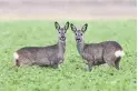  ?? JULIAN STRATENSCH­ULTE AFP/GETTY IMAGES ?? Millions of roe deer die each year in Europe, with their bodies playing a key role in fuelling flora and fauna.