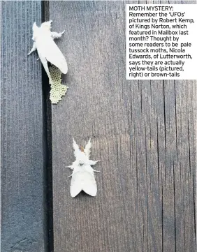  ??  ?? MOTH MYSTERY: Remember the ‘UFOs’ pictured by Robert Kemp, of Kings Norton, which featured in Mailbox last month? Thought by some readers to be pale tussock moths, Nicola Edwards, of Lutterwort­h, says they are actually yellow-tails (pictured, right) or brown-tails