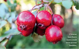  ??  ?? Chinese hawthorn haws could serve as tree baubles.