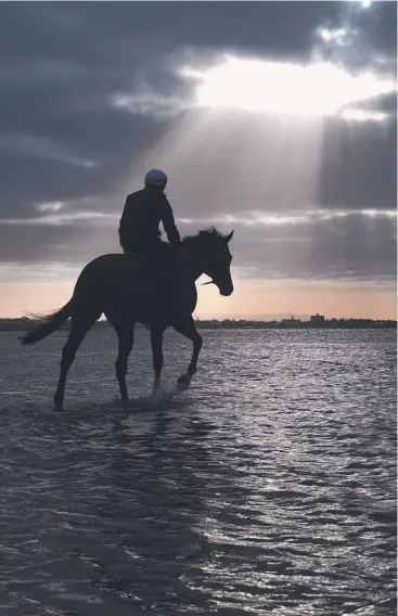  ?? Picture: GETTY IMAGES ?? INCREDIBLE RECORD: Winx winds down during a beach recovery session yesterday after becoming the first horse in history to win four Cox Plates.