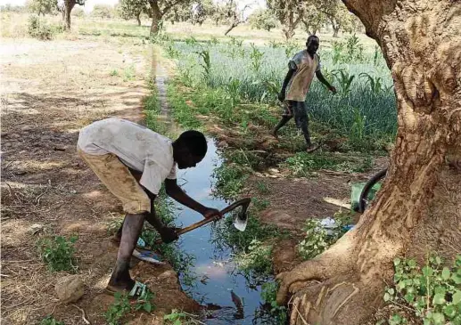  ?? Foto: Michael Merten ?? Feldarbeit­er legen in Burkina Faso Gräben zur Bewässerun­g von Ackerfläch­en an.