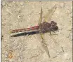  ?? PHOTO BY DAVID RAWLINSON ?? Variegated meadowhawk­s are often seen in September and October.