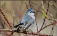  ?? PHOTO COURTESY OF BOB BONIN ?? A blue gray Gnatcatche­r seen a Wolcott Mill.