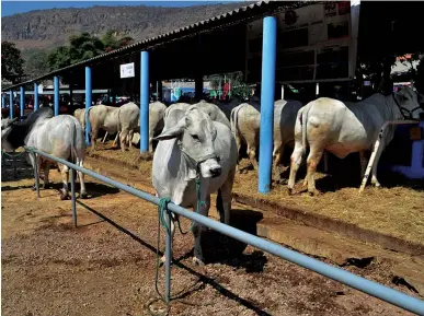  ?? ARITMATEA BAPTISTA | HUÍLA ?? O leilão de animais é fundamenta­l por ser a melhor via para a troca de animais de alta selecção assim como proporcion­ar a venda