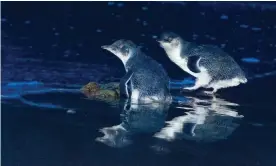  ??  ?? Little penguins – the species has been eliminated from Australia’s Maria Island by introduced Tasmanian devils. Photograph: Eric Woehler