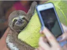  ?? WORLD ANIMAL PROTECTION ?? Advocates warn that animals posed for photos such as this sloth often are mistreated.