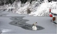  ??  ?? Swans swim on the frozen Grand Canal in Sallins, Co Kildare. Photo: Tony Gavin