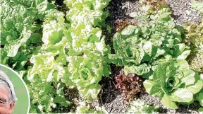  ?? ?? Rural Support Trust chairperso­n Neil Bateup, left, said scarcity of labour to harvest crops such as lettuces was a mental health issue.