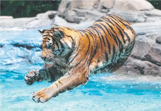  ?? Picture: NIGEL HALLETT ?? A tiger takes a dip at Dreamworld on the Gold Coast – something the theme park’s visitor numbers have also done.
