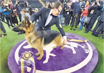  ??  ?? Rumor, a German shepherd, stands next to Kent Boyleshis, the handler after it won ‘Best in Show’ at the Westminste­r Kennel Club 141st Annual Dog Show at Madison Square Garden in New York. — AFP photo