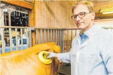  ?? FOTO: DPA ?? Mit der Hand in der Kuh: Professor Markus Rodehutsco­rd hat direkten Zugriff auf den Pansen von Cosima.