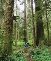  ??  ?? A hiker gazes up at towering old-growth trees in Carmanah Walbran Provincial Park.