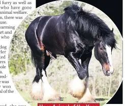  ??  ?? Hero Animal of the Year Shire horse Beau at home in Bath