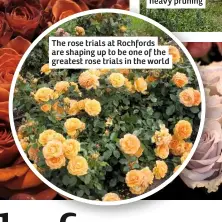  ??  ?? The rose trials at Rochfords are shaping up to be one of the greatest rose trials in the world