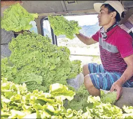  ?? ANDY ZAPATA JR. ?? A farmer sorts newly harvested lettuce in Barangay Sto. Niño in Tublay, Benguet yesterday. The lettuce, which will be distribute­d to buyers in La Trinidad, is sold at P35 per kilo.