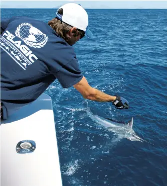  ??  ?? Prey to predator: The juvenile black marlin cruising the waters of Fraser Island spend many months foraging in the shallows in order to gain weight and move up the food chain.