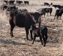  ??  ?? After getting its ear tag, a calf rejoins its mother at the Cantrell farm in Custer County.