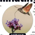  ??  ?? A moth uses its proboscis to feed.
