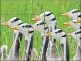  ?? GETTY IMAGES ?? Bar-headed geese at Qinghai lake in Tibet.