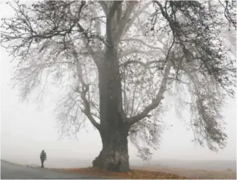  ??  ?? A Kashmiri man walks surrounded by dense fog on a cold morning on the outskirts of Srinagar yesterday. — AP