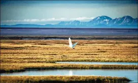  ?? CHRISTOPHE­R MILLER/ NEW YORK TIMES ?? A tundra swan flies across the Arctic National Wildlife Refuge in Alaska last year. The Trump administra­tion said Thursday it would sell oil and gas leases in the refuge in early January, further speeding its effort to allow drilling there.